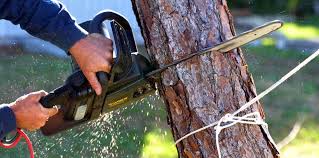 Best Lot and Land Clearing  in Dodgeville, WI
