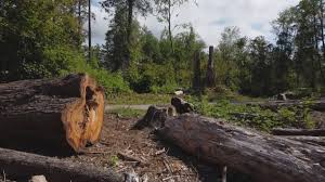 Best Tree Trimming and Pruning  in Dodgeville, WI