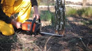 Best Stump Grinding and Removal  in Dodgeville, WI