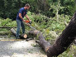 Best Tree Cabling and Bracing  in Dodgeville, WI