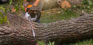 Best Tree Maintenance Programs  in Dodgeville, WI