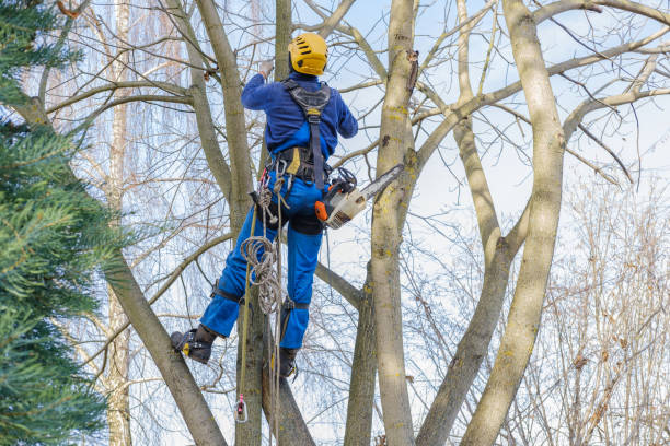 Professional Tree Services in Dodgeville, WI