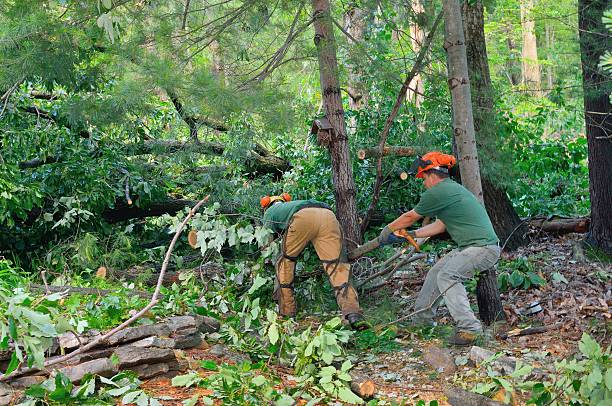  Dodgeville, WI Tree Services Pros
