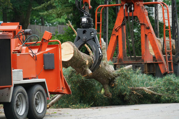 Best Hedge Trimming  in Dodgeville, WI