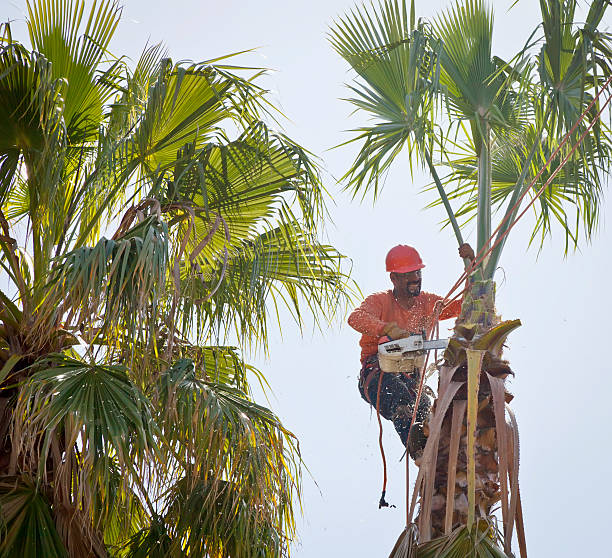 Best Tree Disease Treatment  in Dodgeville, WI