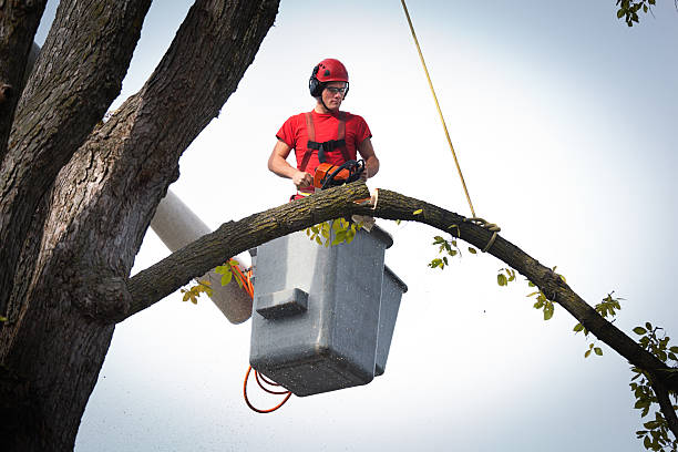Best Root Management and Removal  in Dodgeville, WI