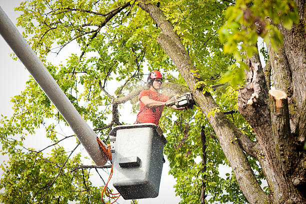 Best Palm Tree Trimming  in Dodgeville, WI