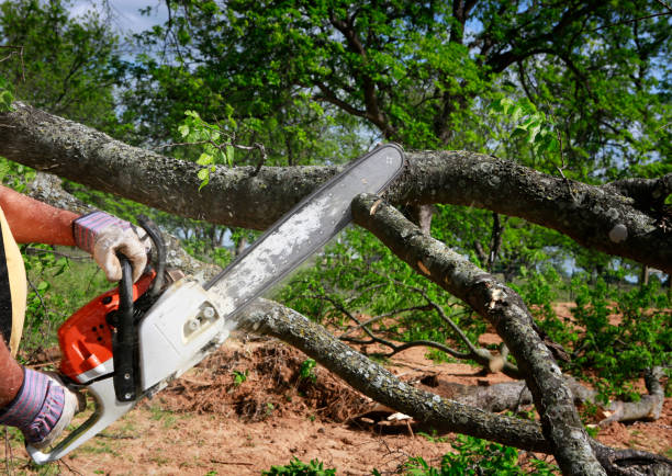Best Commercial Tree Services  in Dodgeville, WI